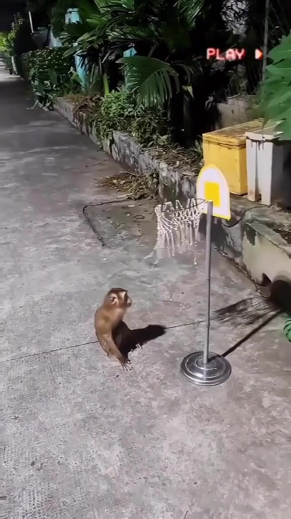 猴哥这暴扣能爆多少吧友
