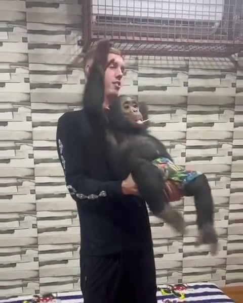 “啊！”帕尔默在迪拜与动物互动，被小猩猩突然打手吓一跳