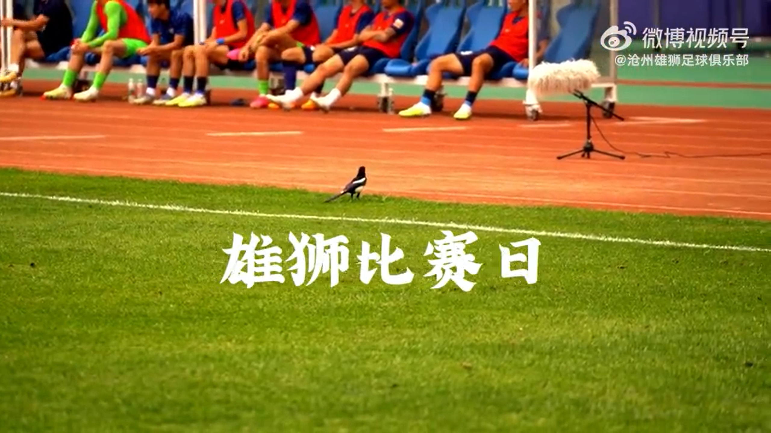 雄狮比赛日回顾对阵上海申花